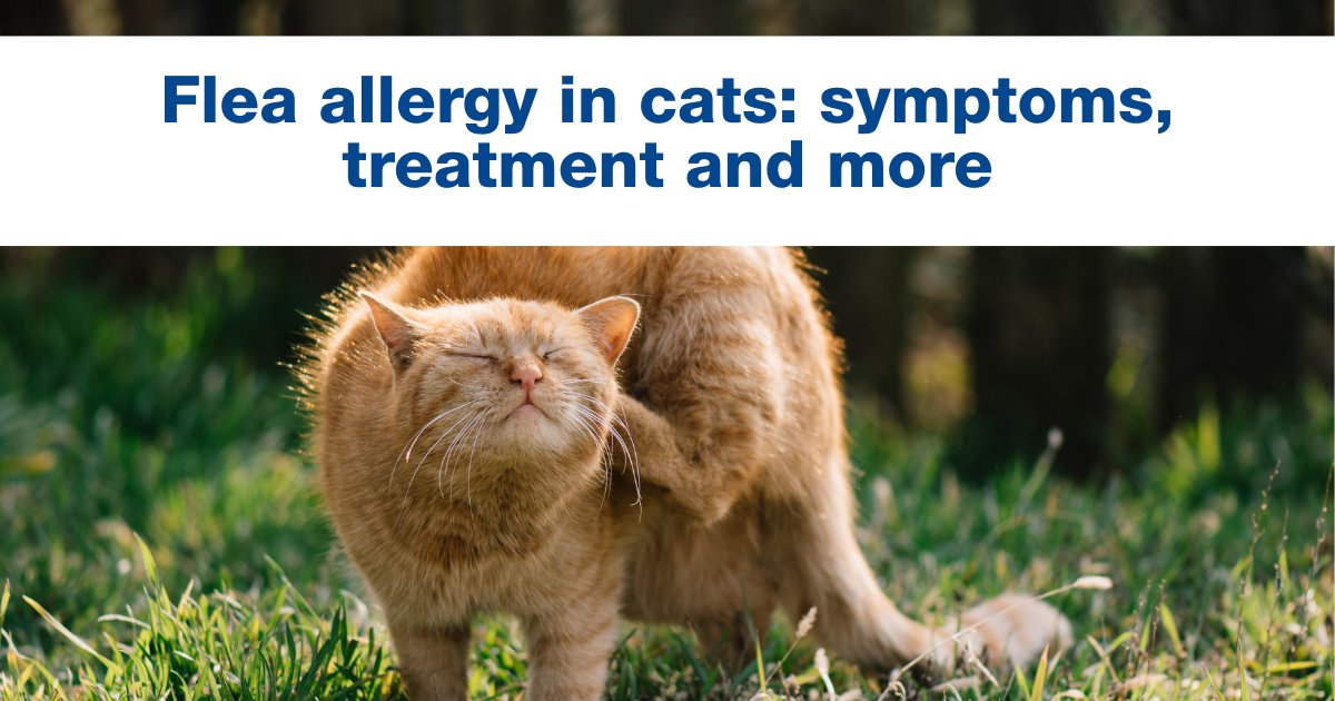 Illustration of Flea Allergy Medications For Cats