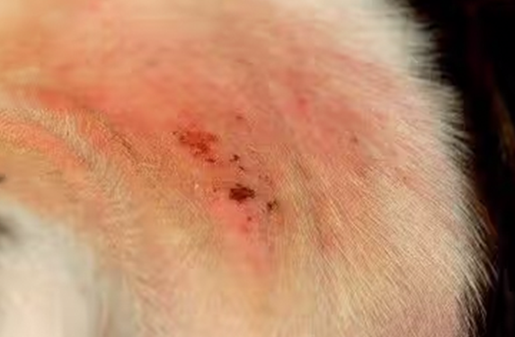 dog bacterial skin infections
