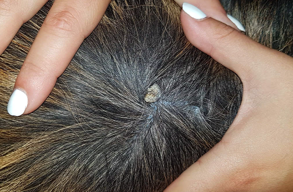 Follicular cyst in a dog