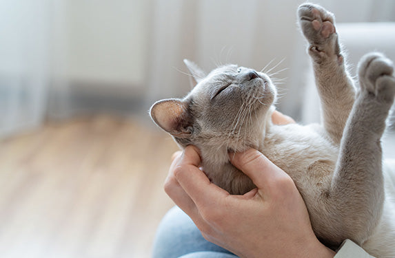 silver cat relaxing
