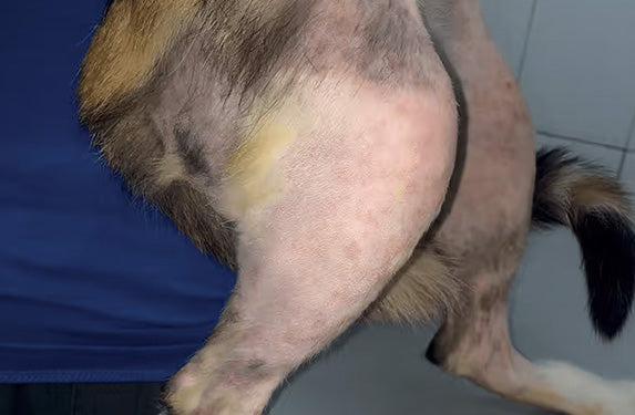 hair loss in cats