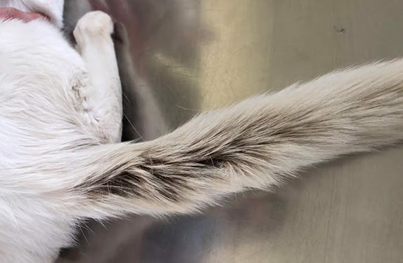 Greasy tail in a cat