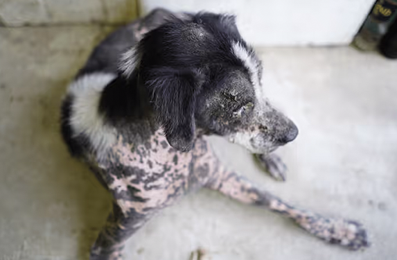 ringworm in a dog