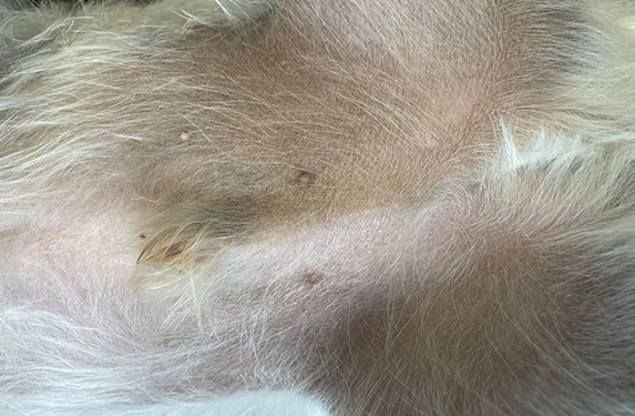 Skin hyperpigmentation in a dog