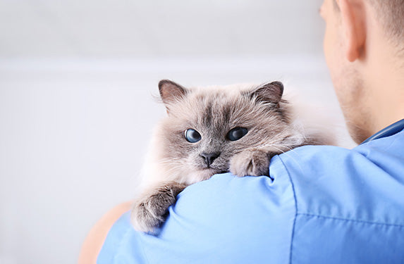 grey cat with owner