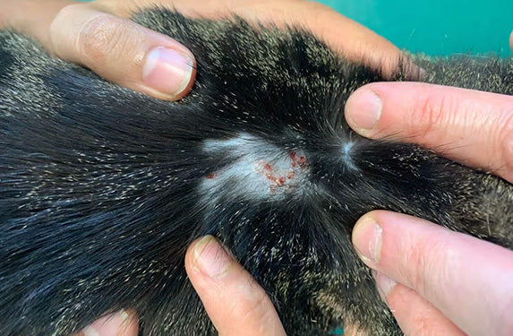 Miliary dermatitis in a cat