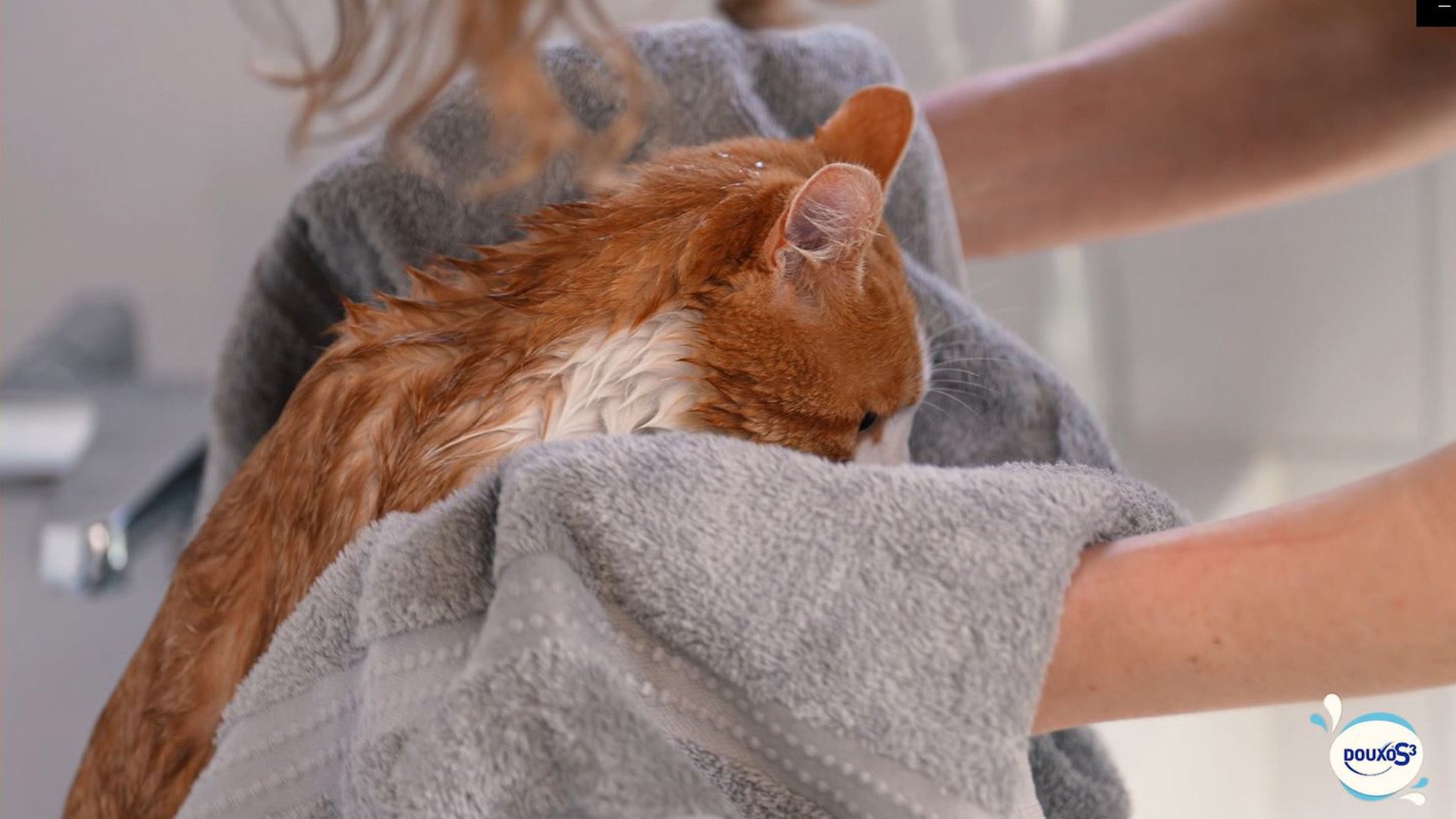 How to shampoo a cat