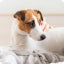 My Dog