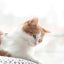 My Cat