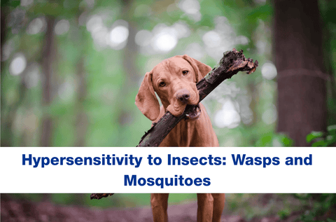 Dog carrying a big stick through the woods on his walk.
