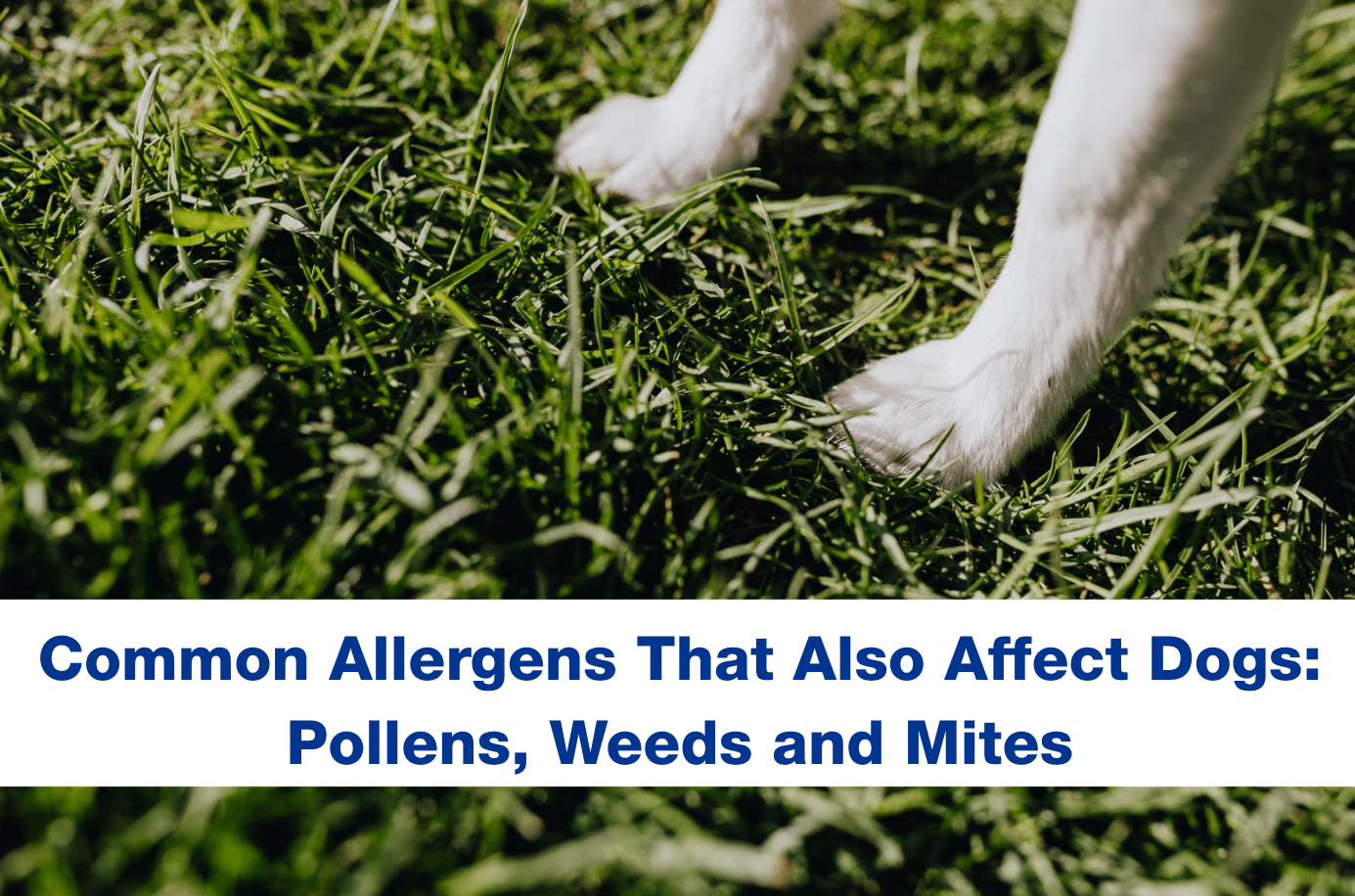 Common Allergens That Also Affect Dogs: Pollens, Weeds, and Mites