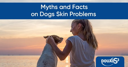 Dog sat on the beach during a sunset looking up at it's owner.