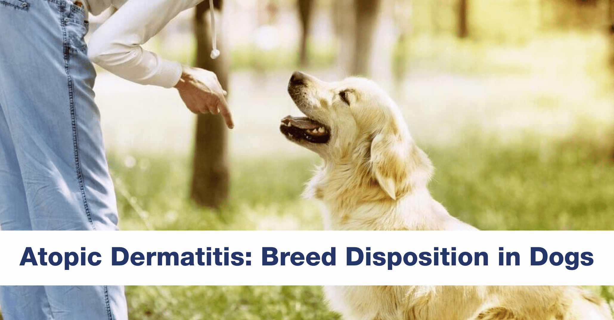 Golden Retriever sitting with its owner in a park.