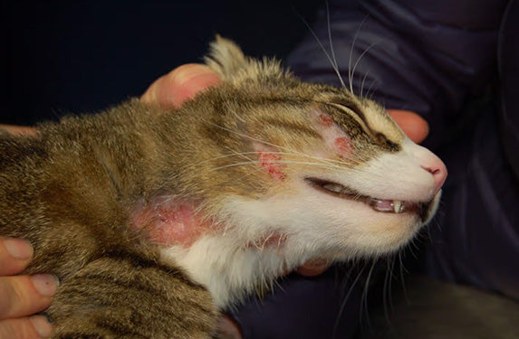 Hot spot in a cat