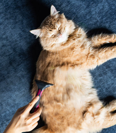 Ginger cat being groomed